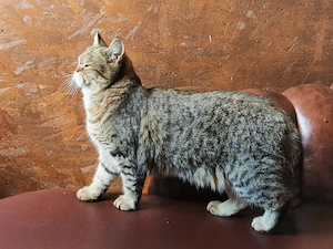 Vand pisica british scottish fold  - imagine 2