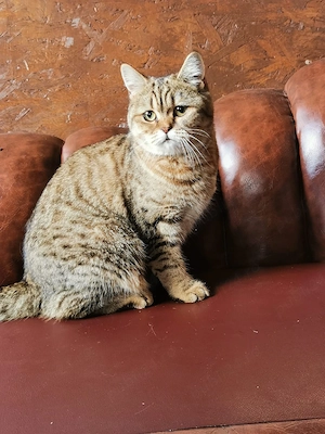 Vand pisica british scottish fold  - imagine 5