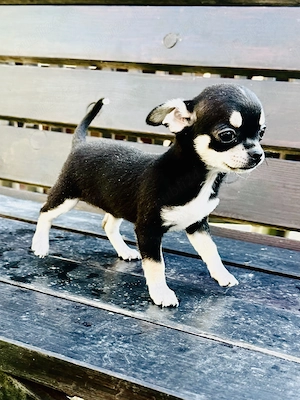 Chihuahua mini-toy  pui, fata - imagine 2