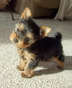 Pui yorkshire terrier 