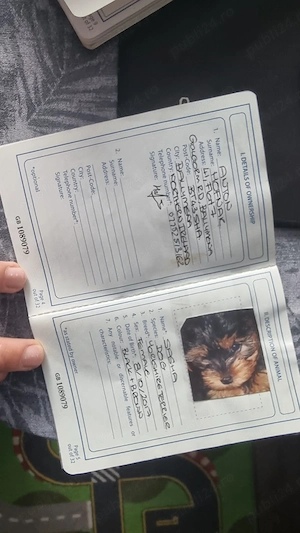 Pui yorkshire terrier  - imagine 4