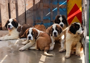 Saint Bernand cu varsta de 3 luni ! - imagine 3