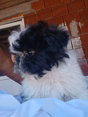 vand un catelus shih tzu de 9 saptamani  - imagine 2
