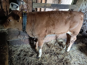 vând tăuraș limousin de 9 săptămâni 