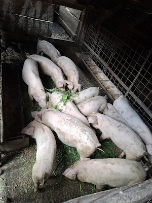 Purcei 10 săptămâni