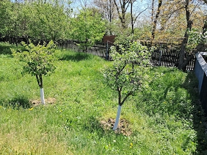 Casa ,teren intravilan- Răucești Neamț  - imagine 3