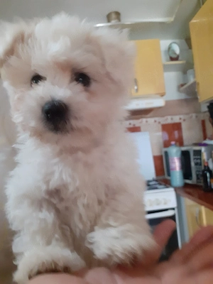 Vind cățel bichon maltez mascul 