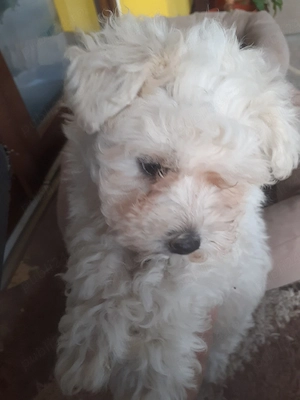 Vind cățel bichon maltez mascul  - imagine 2
