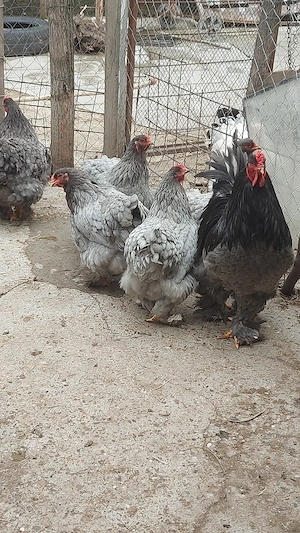 ouă de vânzare  din Rasa Brahma herminat deschis cochinchina galben Uriaș Brahma Albastru  - imagine 5
