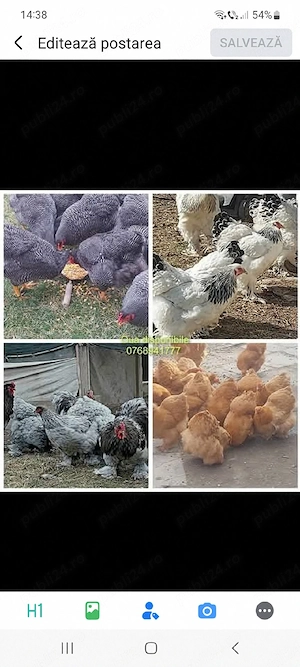 ouă de vânzare  din Rasa Brahma herminat deschis cochinchina galben Uriaș Brahma Albastru  - imagine 3