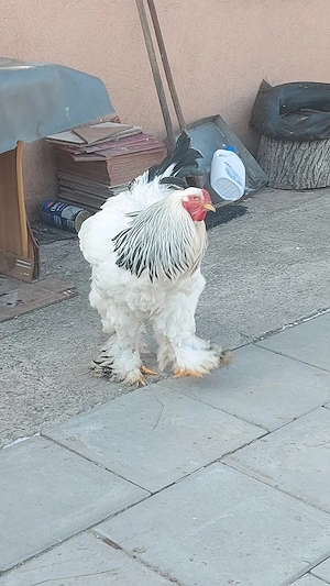 ouă de vânzare  din Rasa Brahma herminat deschis cochinchina galben Uriaș Brahma Albastru  - imagine 2