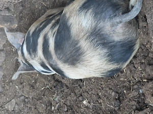Vand porci de carne ,duroc 