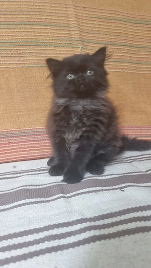 Pui pisica persan negru