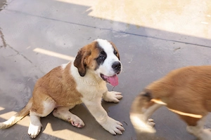 Pui Saint Bernard de rasă pură   10 ghemotoace de energie își caută familie! - imagine 2