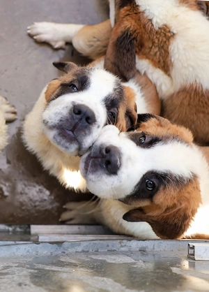 Pui Saint Bernard de rasă pură   10 ghemotoace de energie își caută familie! - imagine 4