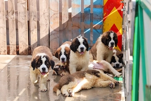 Pui Saint Bernard de rasă pură   10 ghemotoace de energie își caută familie! - imagine 5