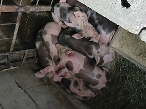 Vând purcei 8 săptămâni 
