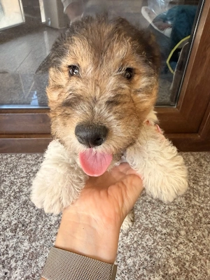 2 fetițe Fox Terrier   Disponibile pentru vânzare - imagine 5