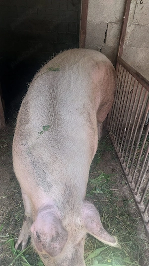 porc de vanzare - imagine 2