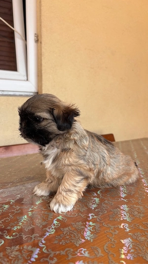 Căței shih-tzu - imagine 4