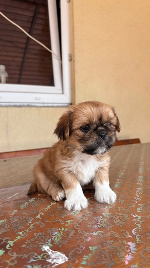 Căței shih-tzu - imagine 2