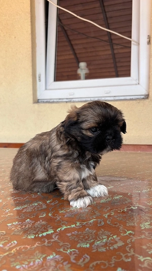 Căței shih-tzu - imagine 5