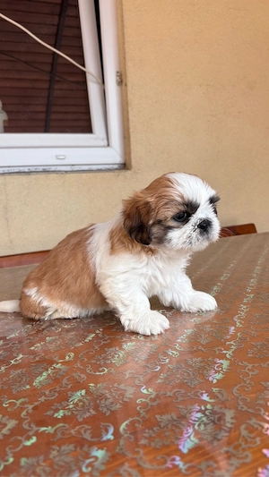 Căței shih-tzu - imagine 3