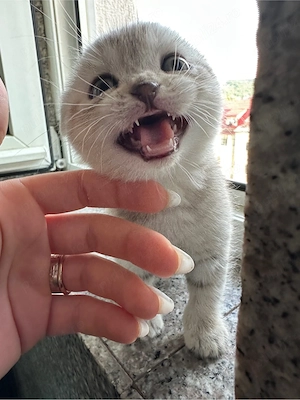 Pisoi Scottish Fold Deosebiti - imagine 2