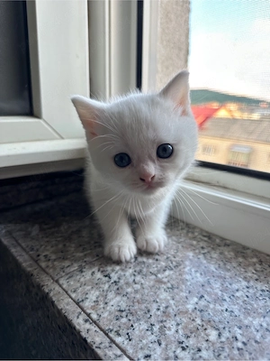 Pisoi Scottish Fold Deosebiti - imagine 3
