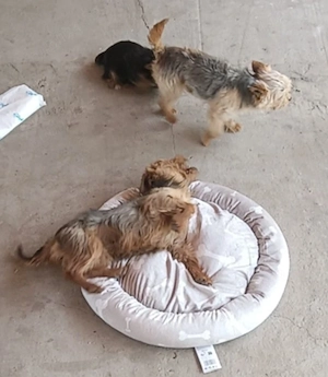 Femelă Yorkshire Terrier  - imagine 3