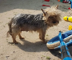 Femelă Yorkshire Terrier  - imagine 2