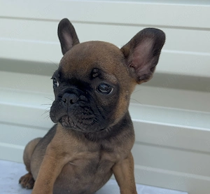 Bulldog francez   Buldog