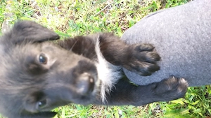 Catelusa spre adoptie - imagine 5