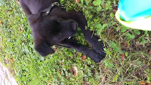Catelusa spre adoptie - imagine 2