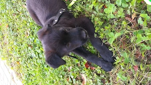 Catelusa spre adoptie - imagine 3