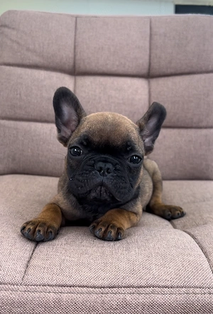 Bulldog francez - buldog băiețel 