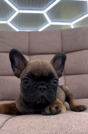 Bulldog francez buldog 