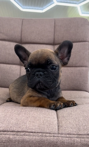 Bulldog francez mascul