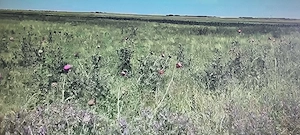 Vand 10 0000 mp, teren intravilan, Ratesti, Furduesti, la asfalt Dj508