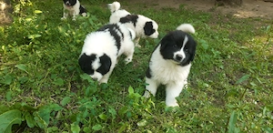 Vand catei deosebiti din rasa Ciobanesc de Bucovina