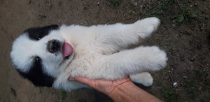 Vand catei deosebiti din rasa Ciobanesc de Bucovina