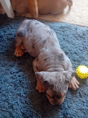 Cățel American bully pocket  - imagine 3