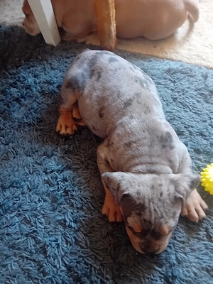 Cățel American bully pocket  - imagine 2