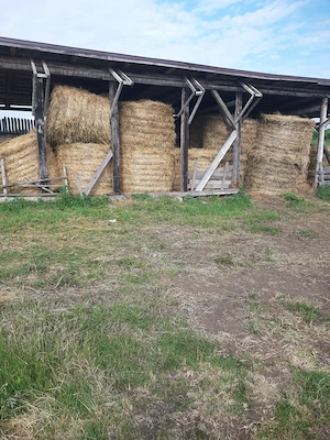 Baloți fân amestec lucernă (anul 5)