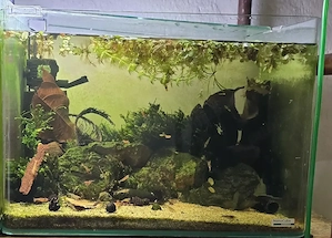 Vând 4 acvarii complete cu creveți Tiger cu ochi portocalii  Caridina mariae Orange eyes (OE)