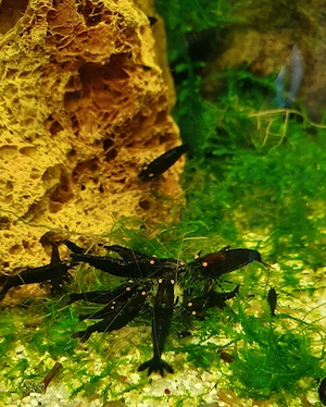 Vând 4 acvarii complete cu creveți Tiger cu ochi portocalii  Caridina mariae Orange eyes (OE) - imagine 5