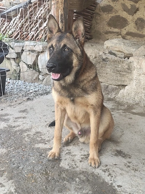 disponibil femela de bucovina  - imagine 4