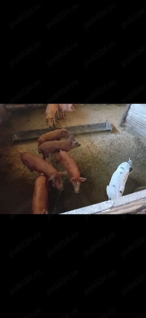 Purcei 8 săptămâni. - imagine 5