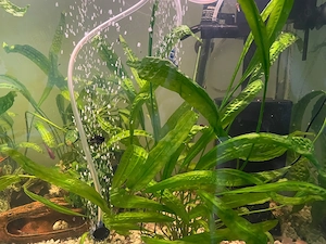 Acvariu de 150 litri complet echipat cu pesti si plante - imagine 4