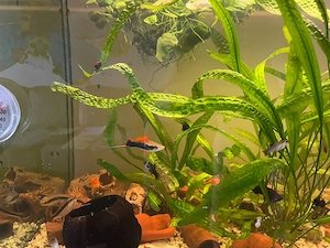 Acvariu de 150 litri complet echipat cu pesti si plante - imagine 2